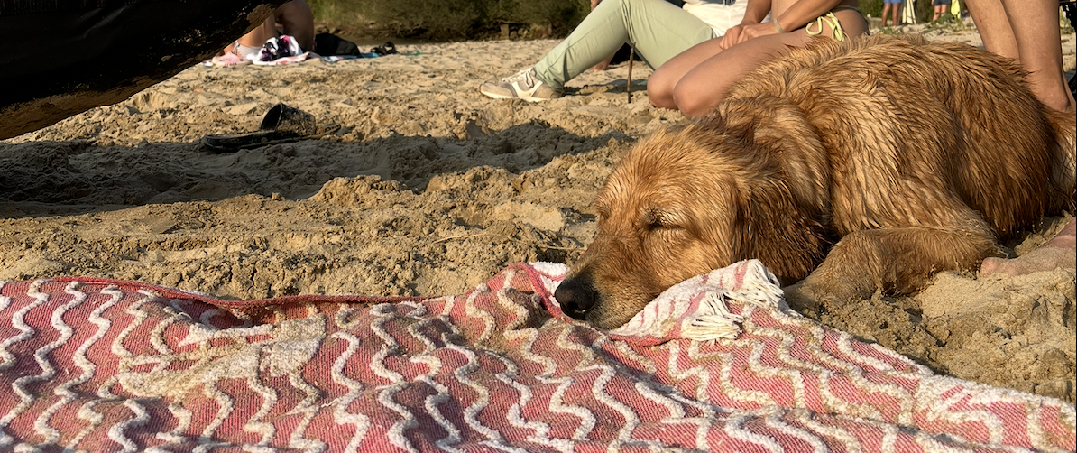 Playa para perros en Cantabria